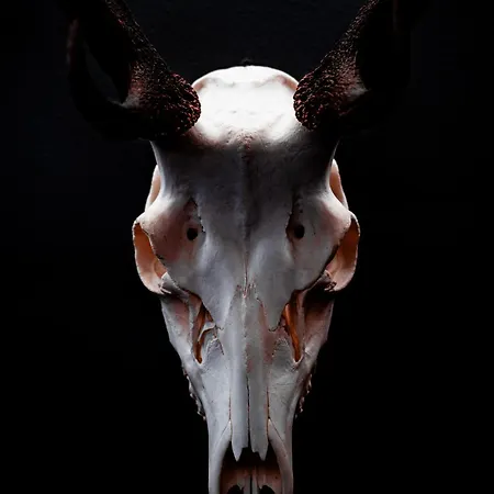 Garni Madrisa 3* Brand (Vorarlberg)