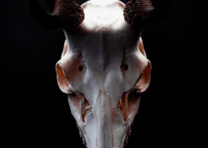 Garni Madrisa 3* Brand (Vorarlberg)